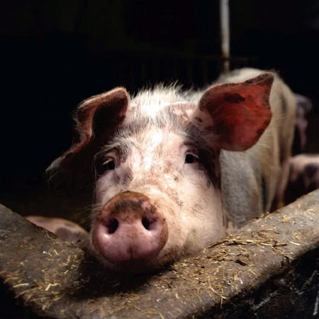 Destaque para a Carne Suína
