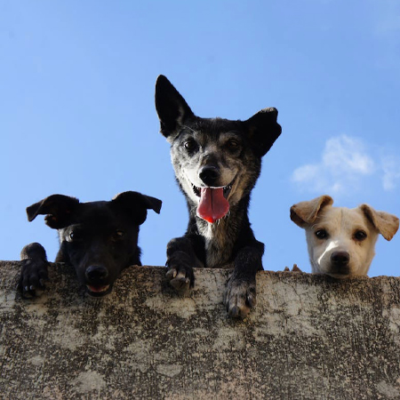 Riscos das Micotoxinas em Alimentos para Animais de Estimação