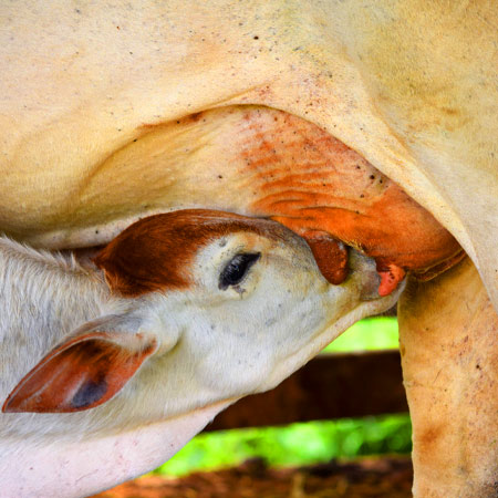 A Importância da Silagem de Milho na Pecuária