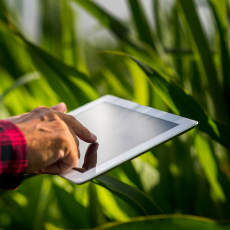 Inteligência Artificial Eleva Agricultura Brasileira a Novos Patamares