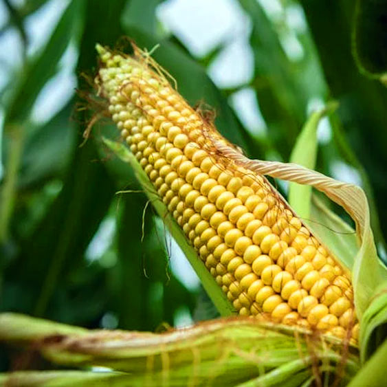 Ozonização: Estratégia Inovadora para Redução de Fungos e Micotoxinas em Grãos