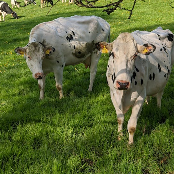 Maximizando a Eficiência e Sustentabilidade na Pecuária e Agricultura: O Papel do Ozônio