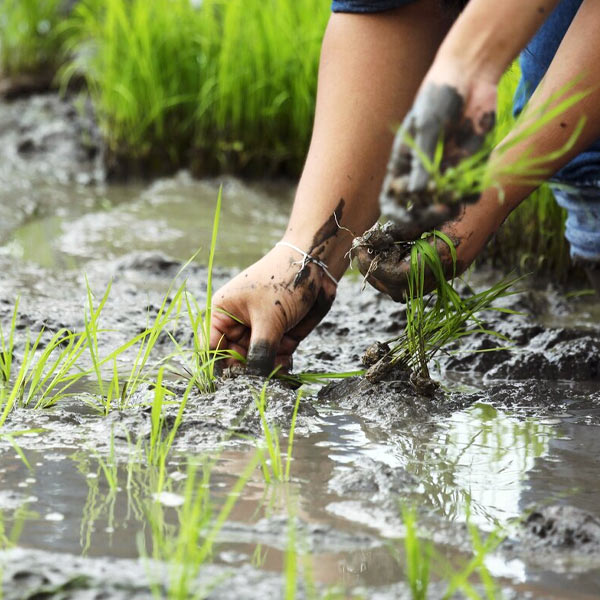 Chuvas Torrenciais e Enchentes no RS: Impactos na Produção Agropecuária