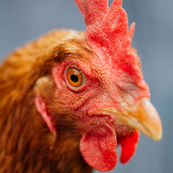Exportações de Carne de Frango Crescem 10,5% em Abril