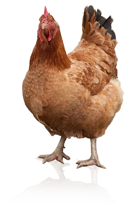 Galinha