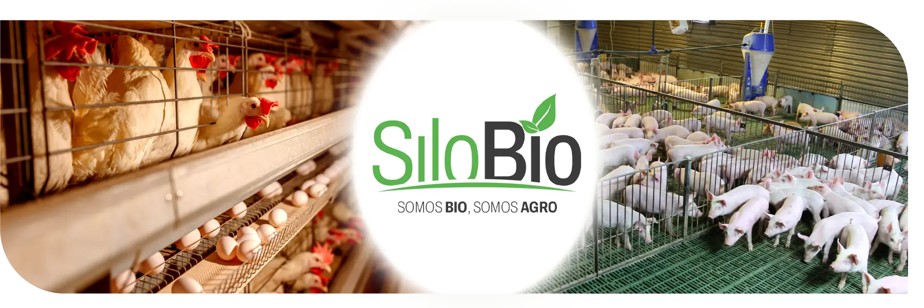 Aplicações do Silobio